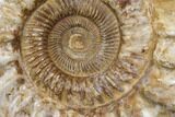 Huge, Jurassic Ammonite Fossil - Madagascar #137865-2